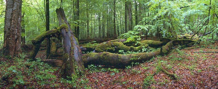 2010 / Nr. 8