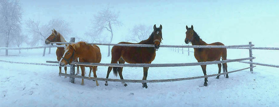 1999 / Nr. 9